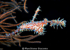 The ghost
Nikon D200, 60 micro, twin strobo
Ari Atoll. ... by Marchione Giacomo 